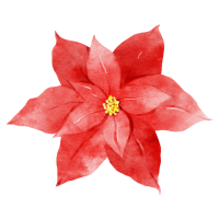 poinsettia